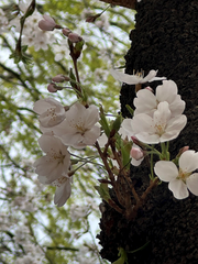 🍡お花見🌸🐝