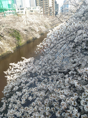 🌸お花見🌸