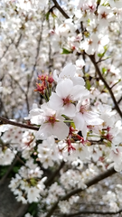 今年はお花見しなかったな〜(  ˙꒳​˙  )