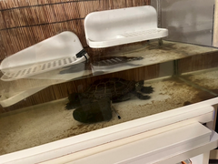 かめやまさん
