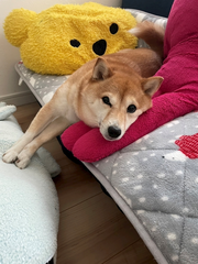今日から復帰しますꉂ🤭