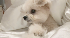 うちのめんこ