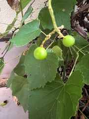 今年のぶどう🍇