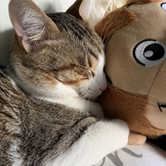 猫の日❕