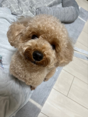 かよーび！