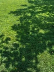 🍀