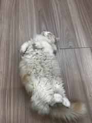 ♩