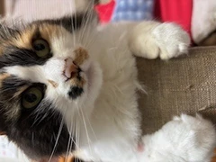 むぎちゃん🐱
