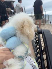 🐩