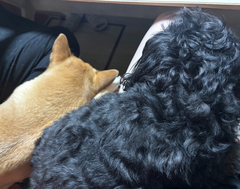 💗