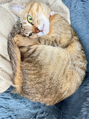 あるまじろねこ