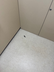 ⚠️閲覧注意⚠️生きてるセミと一緒にエレベーターに乗った