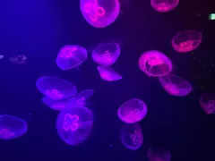 ももの日記 20230812