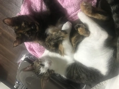 愛猫❥🐱