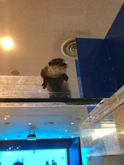 カワウソ