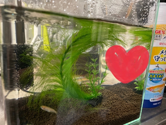 🐟