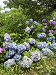 お花!