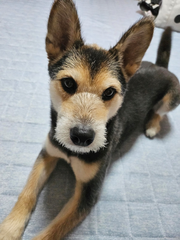 今日のわんこ🐶