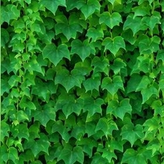 🍀