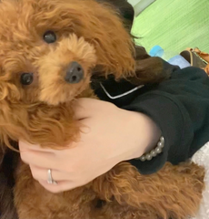 🐶