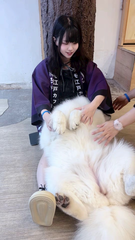 🐶💜サモエドカフェ行ってきたよ💜🐶
