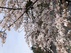 🌸