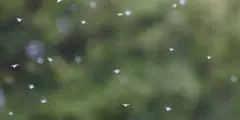 雪虫
