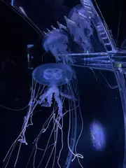 SORA Instagram 20260108