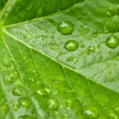 🍀