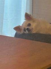 わん🐶
