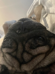 🐶