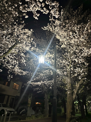 ✨🌸桜の舞🌸✨