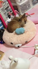 本日