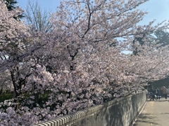 初めましてサクラです🌸