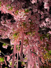 🌸✨