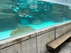 ZOOに行ったら見たい動物は？