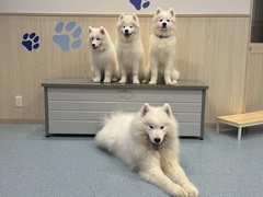 らむです🐏