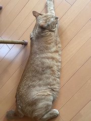 127日目ꪔ̤̫‬ ‪✿‬
