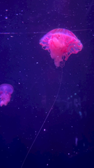 地球上で恐竜よりも昔からあって、5億年以上前から存在してる生き物ってなぁんだ🙌🙌