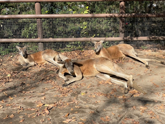 サファリパーク🦘