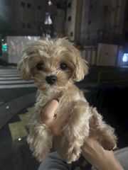 わんころ🐶
