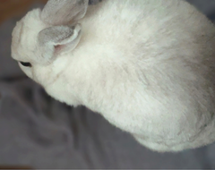 🐰
