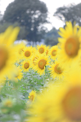 🌻☀️