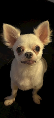 わん🐶
