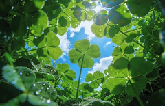 🍀
