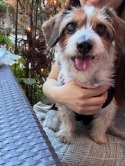 🐶