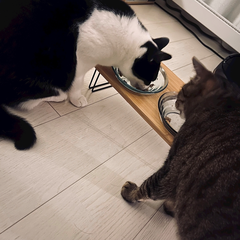 🐈🐈⬛