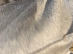 しゅ