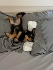 🐶