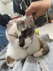 猫のこの顔たまらん